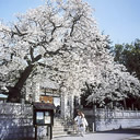 佳作：国分寺の桜