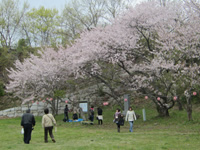 能島桜祭り
