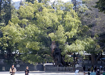 大山祇神社 大山祇神社