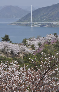 多々羅大橋