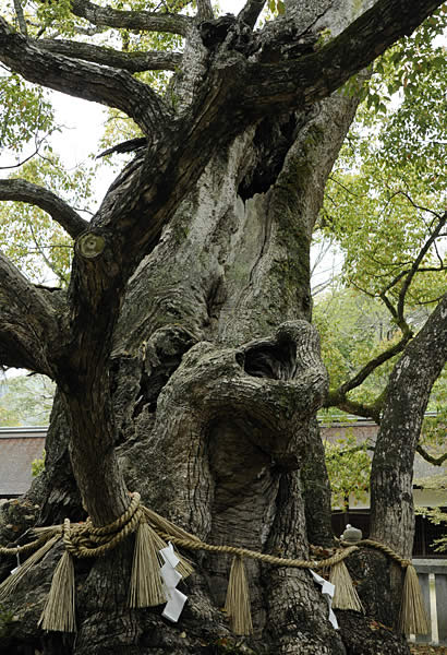 大楠 大楠
