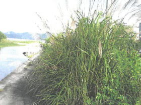 清掃前 清掃前