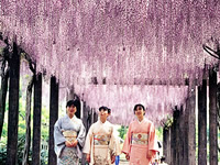 大三島藤公園 大三島藤公園