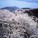 入選：桜の岩城島