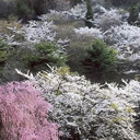 佳作：桜流