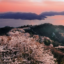 二席：岩城の紅桜