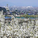 入選：ナシの花咲く