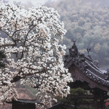 寺(朝倉)