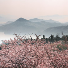 三席：海峡の桜