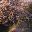 入選：夕映え桜