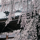 入選：桜咲く無量寺