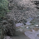 佳作：桜咲く鈍川渓谷