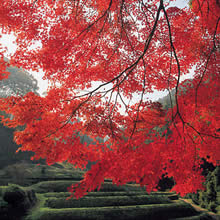 鈍川温泉郷特別賞：紅葉のカーテン