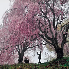 三席：霧中の満開桜