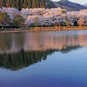 入選：早朝の玉川湖畔