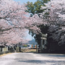 入選：桜の中へ