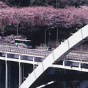 佳作：桜咲橋