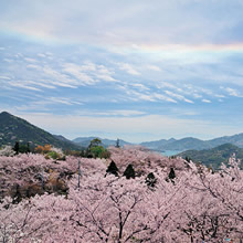 三席：満開の桜と真昼の虹