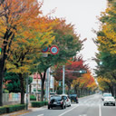 入選：ケヤキ通り初冬
