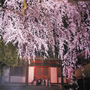 入選：夜桜