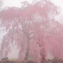 佳作：霧中の桜