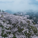 佳作：霧幻桜