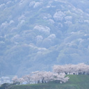 奨励賞：能島の春